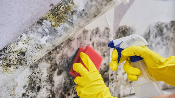 Trusted Somerset, TX Mold Inspection, Removal & Remediation Experts